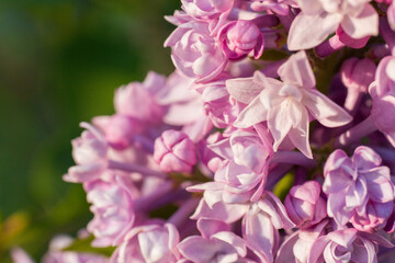 Bloom lilac pink violet flowers in the garden close up macro photo
