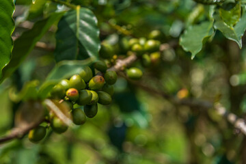 Green coffee cherries on the tree
