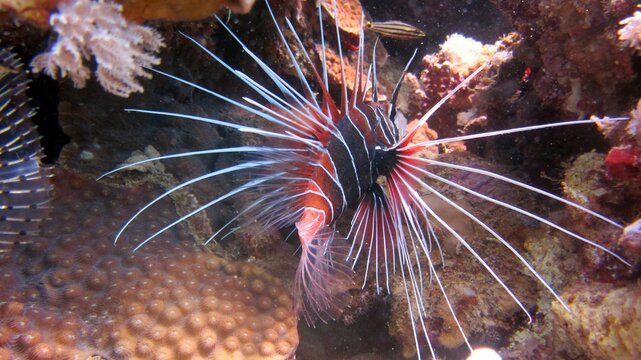 Red Lion Fish