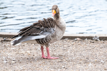 A wild greylag goose (Anser Anser) on the bank of the River Bure in the village of Wroxham in the heart of the Norfolk Broads