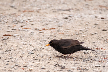 Close up of a male blackbird on the ground looking for food in Riverside Park, Wroxham, Norfolk