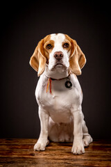 Beagle in the studio-9, sitting, dark background, 