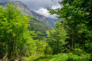 Bosques de hayas y praderas que van dando lugar gradualmente a las coníferas en el valle glaciar...