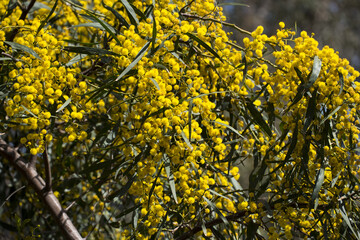 Albero di mimosa, acacia