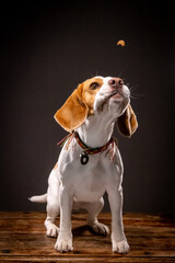 Beagle in the studio-5 funny face, dark background, catching a snack