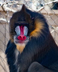 Mandrill