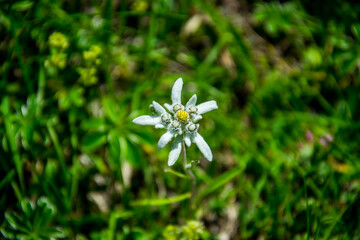 Flor de Edelweiss (Leontopodium alpinum) en una pradera de alta montaña del Parque Nacional de Ordesa, en los Pirineos españoles
