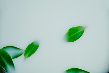 Green natural small leaves float in white, opaque water with milk. Eco background