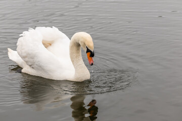 Obraz premium A lone mute swan (Cygnus Olor) swimming on the River Bure in the village of Hoveton and Wroxham in the heart of the Norfolk Broads