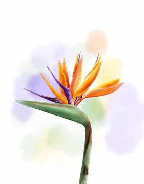 Bird of Pradise Flower