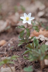 White flower in the spring forest