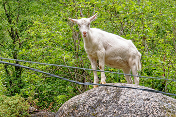 Goat in mountain landscape - Norway
