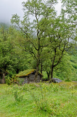 Scandinavian traditional house with green roof