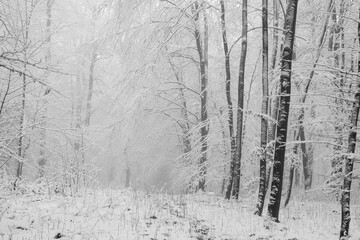 Wald Winter Schnee Nebel