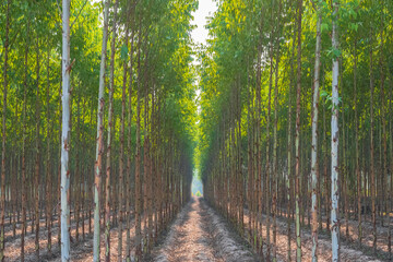 Eucalyptus Farm in Thailand