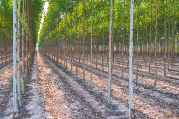 Eucalyptus Farm in Thailand