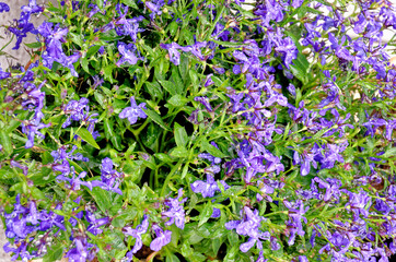 Obraz premium Colorful flowers background - nature