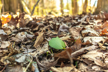 A green leaf on a forest floor. Autumn