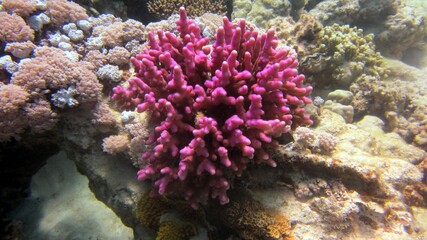 Fototapeta na wymiar pink hard coral