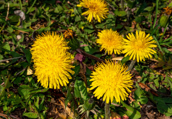 Blooming dandelions in the field in spring