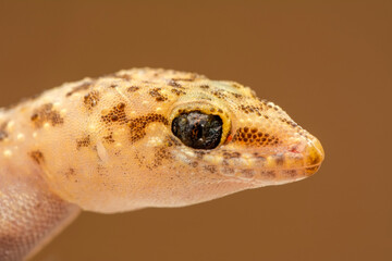 Closeup  Beautiful gecko in the garden
