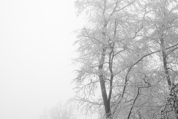 Fototapeta na wymiar Wald Winter Schnee Nebel