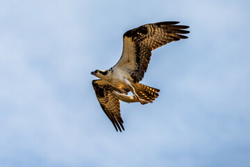 osprey in flight with fish