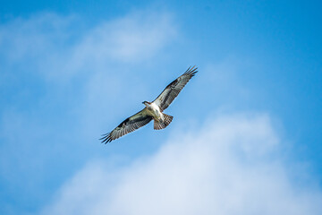 osprey in flight
