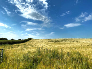 Obraz premium View from a farmers gate, with a large cornfield, a green hedge, and a blue sky in, East Keswick, Leeds, UK
