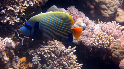 Fototapeta na wymiar emperor fish