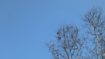 Beautiful view of leafy rubber twigs under a single blue sky