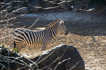 A zebra framed in a zoo.
