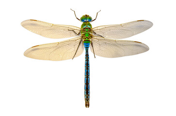 Extreme macro  shots, showing of eyes dragonfly detail. isolated on a white background.