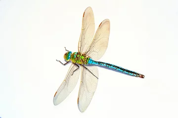 Fototapete Schmetterling Extreme macro  shots, showing of eyes dragonfly detail. isolated on a white background.  © blackdiamond67