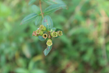 Close up of surface of the bunch of capsule seeds,This plant is called Osbeckia octandra,the eight stamen osbeckia