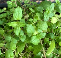 close up of herbs
