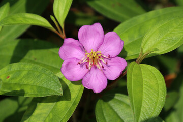 Close up of a bloomed purple flower with with leaves,This plant is called Malabar melastome (Maha...