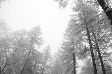 Obraz na płótnie Canvas Wald Winter Schnee Nebel