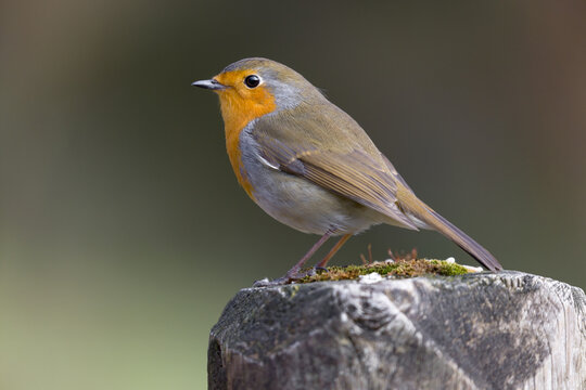 Wild red robin perched on a log, a closeup image