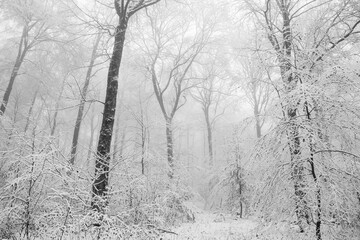 Wald Winter Schnee Nebel