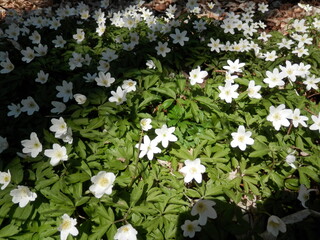 Buschwindröschen, aufgenommen in der Nähe der Hörninger Sattelköpfe am Karstwanderweg im...