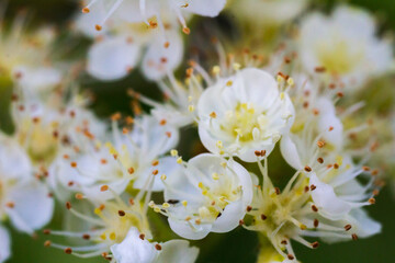 Blossom Flowering of Rowan Aronia Flower Macro closeup