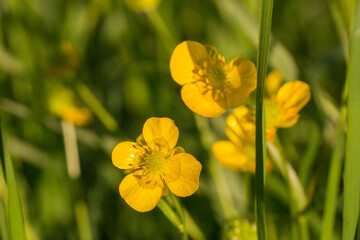 Obraz premium Ranunculus buttercup yellow flowers macro closeup photo