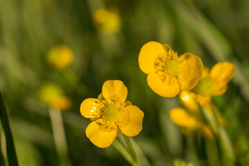 Ranunculus buttercup yellow flowers macro closeup photo