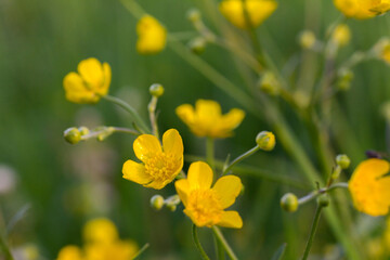 Ranunculus buttercup yellow flowers macro closeup photo