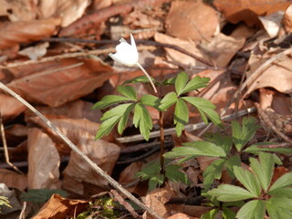 Buschwindröschen, aufgenommen in der Nähe der Hörninger Sattelköpfe am Karstwanderweg im...