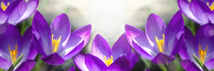 Crocus tommasinianus Ruby Giant macro. Spring purple flowers. Beautiful petals and stamens close-up. Panoramic botanical landscape, wallpaper, poster.