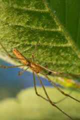 Yellow brown Spider with thin legs on the green leaf