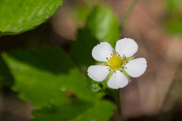 Strawberries white flowers with yellow pistils and stamens macro closeup photo