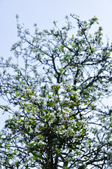 Fototapeta premium Tree